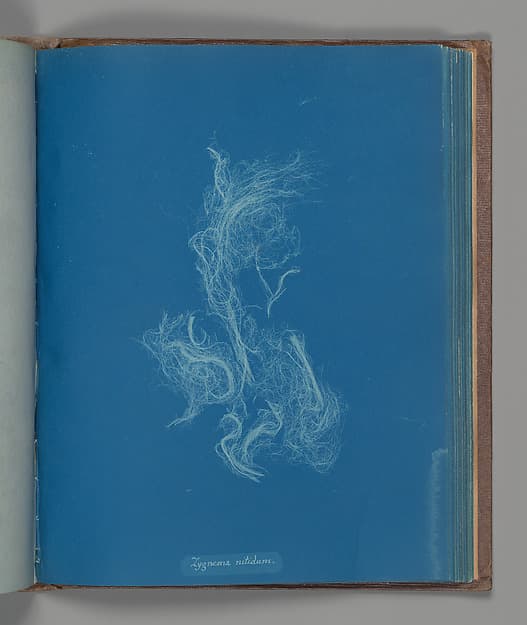 Anna Atkins. Botanical Leaf "Zygnema nitidum"