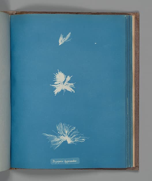 Anna Atkins. Botanical Leaf "Bryopsis hypnoides"