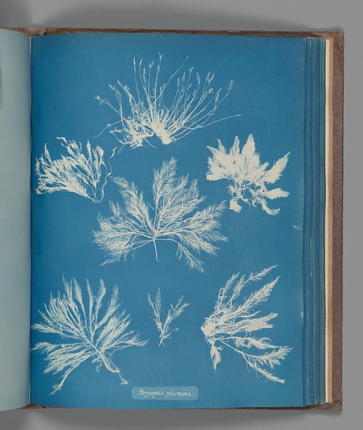 Anna Atkins. Botanical Leaf "Bryopsis plumosa"