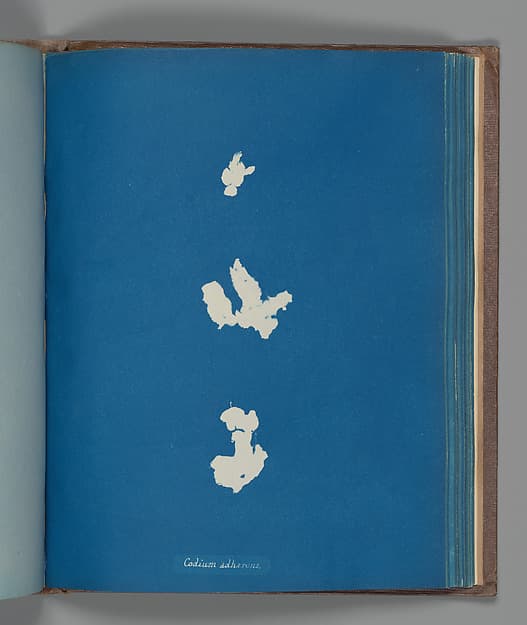 Anna Atkins. Botanical Leaf "Codium adhærenus"