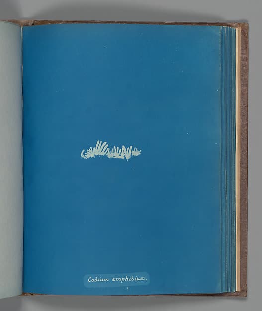 Anna Atkins. Botanical Leaf "Codium amphibium"