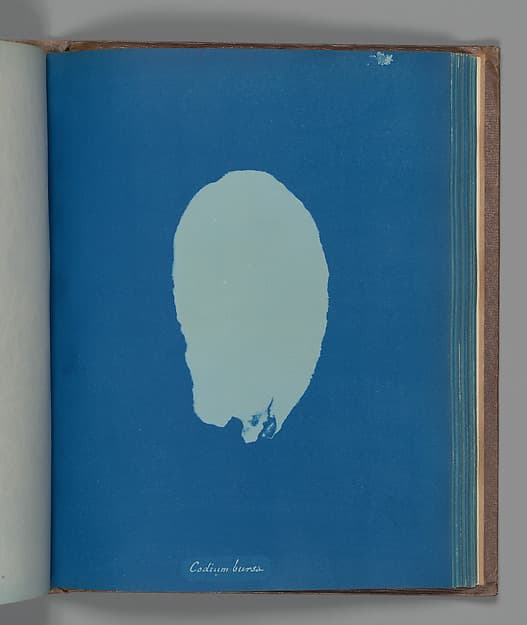 Anna Atkins. Botanical Leaf «Codium bursa»