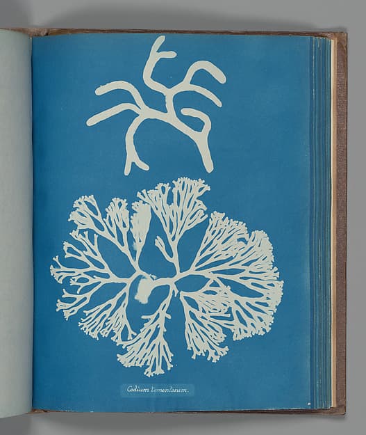 Anna Atkins. Botanical Leaf «Codium tomentosum»
