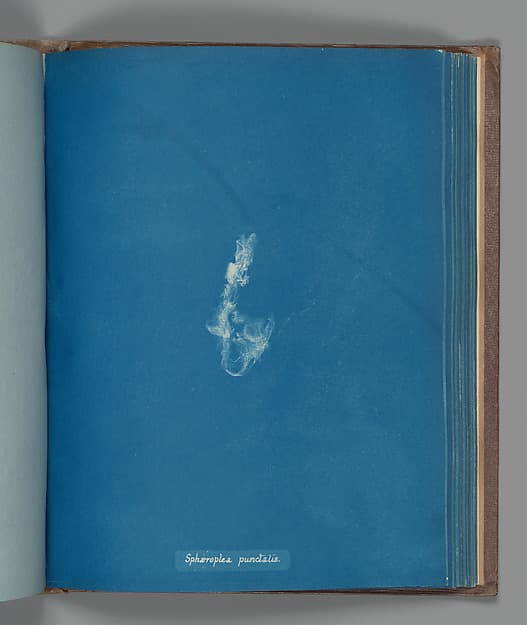 Anna Atkins. Botanical Leaf "Sphæroplea punctalis"