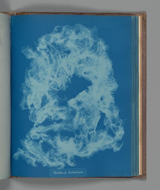Anna Atkins. Botanical Leaf "Vaucheria dichotoma"