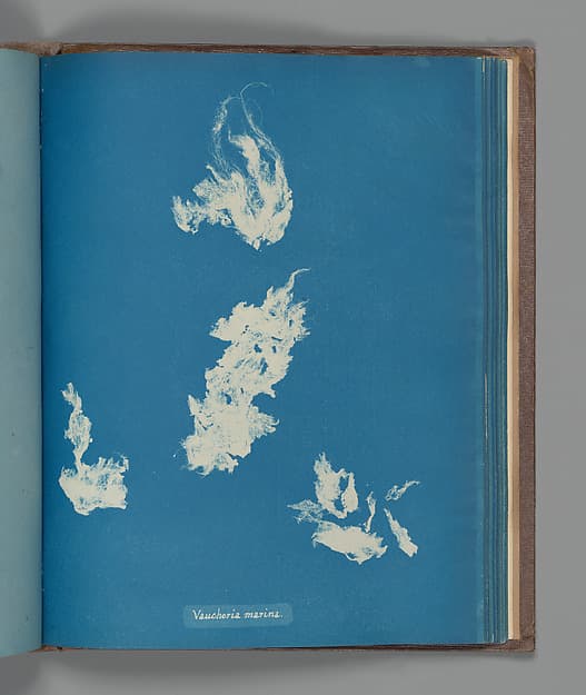 Anna Atkins. Botanical Leaf “Vaucheria marina”