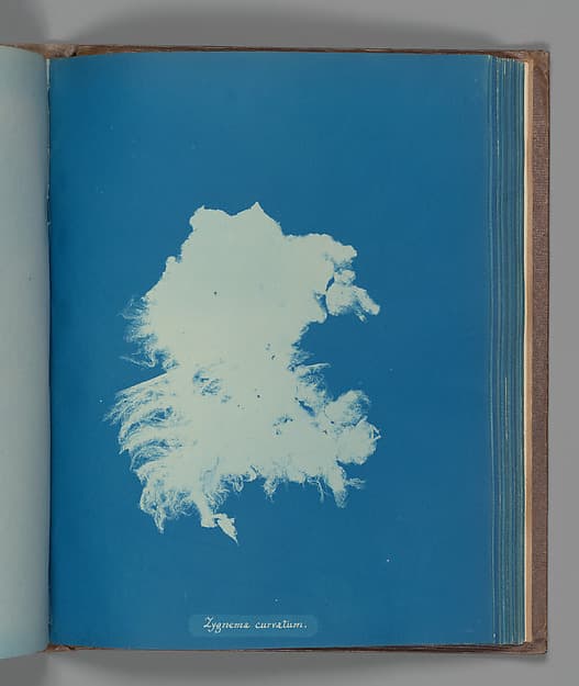 Anna Atkins. Botanical Leaf "Zygnema curvatum"