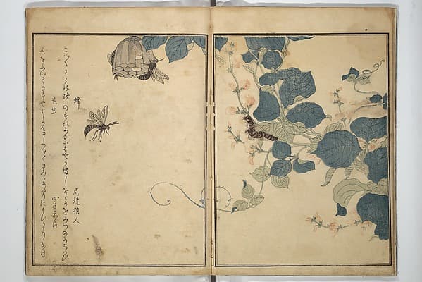 Unknown artist. Picture Book of Selected Insects (The Insect Book) (Ehon mushi erami) 画本虫撰