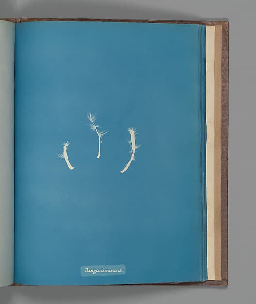 Anna Atkins. Botanical Leaf "Bangia laminaræ"