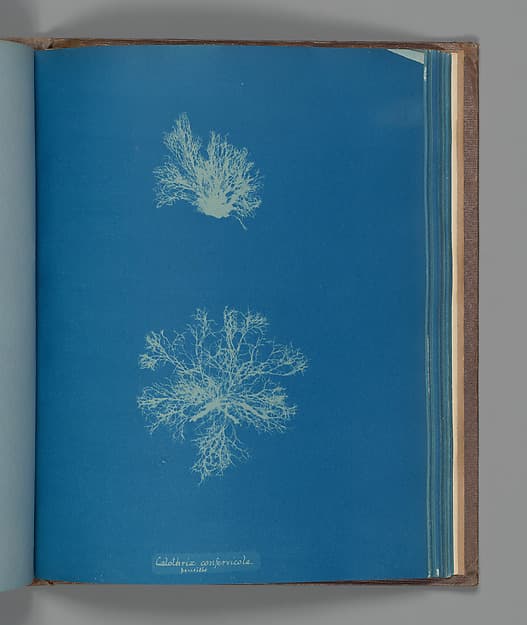 Anna Atkins. Botanical Leaf “Calothrix confervicola, parasitic”