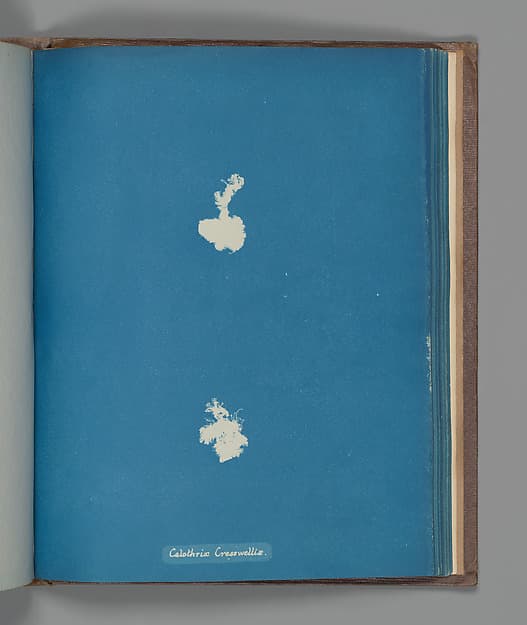 Anna Atkins. Botanical Leaf «Calothrix Cresswelliæ»