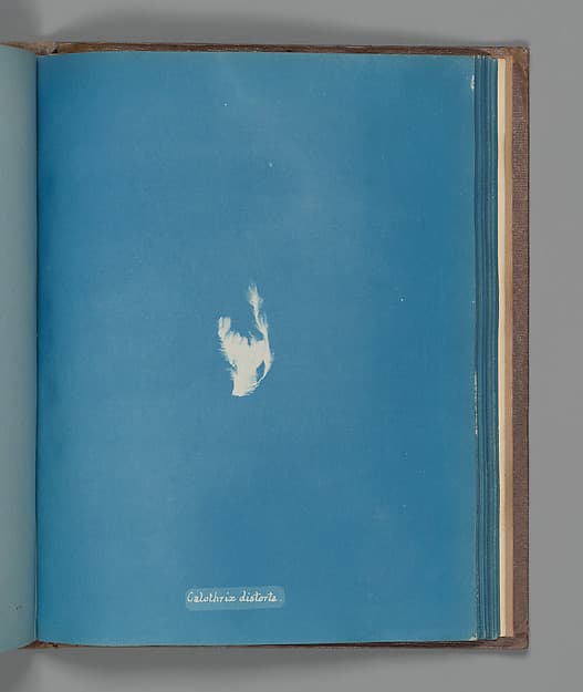 Anna Atkins. Botanical Leaf "Calothrix distorta"