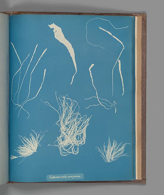 Anna Atkins. Botanical Leaf "Enteromorpha compressa"