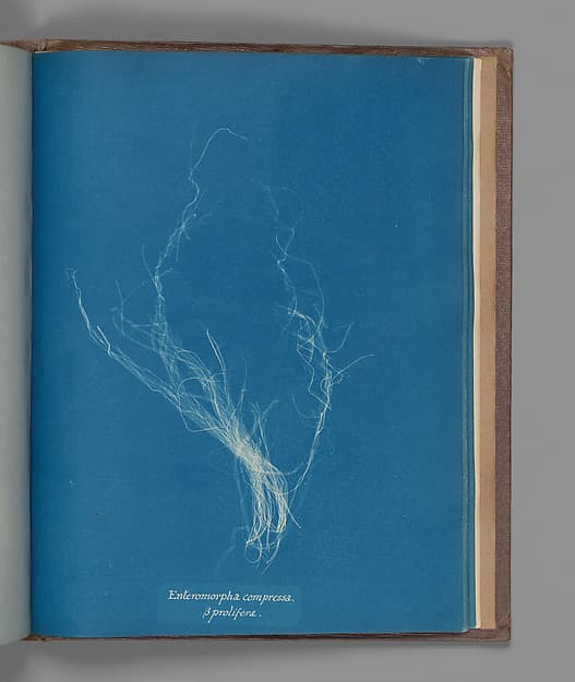 Anna Atkins. Botanical Leaf «Enteromorpha compressa, ß prolifera»