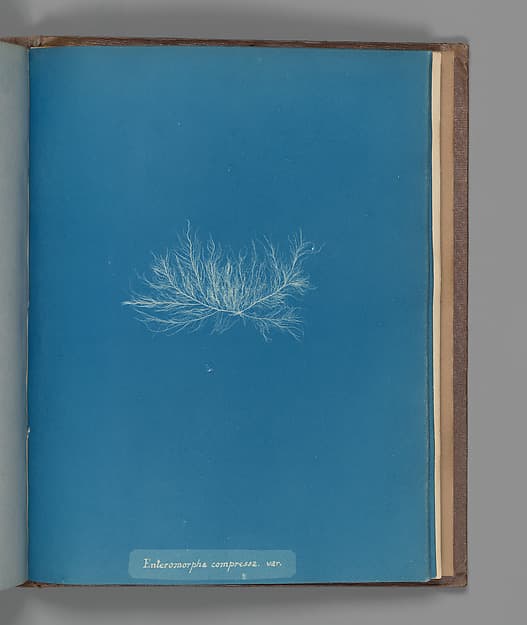 Anna Atkins. Botanical Leaf Enteromorpha compressa, var.