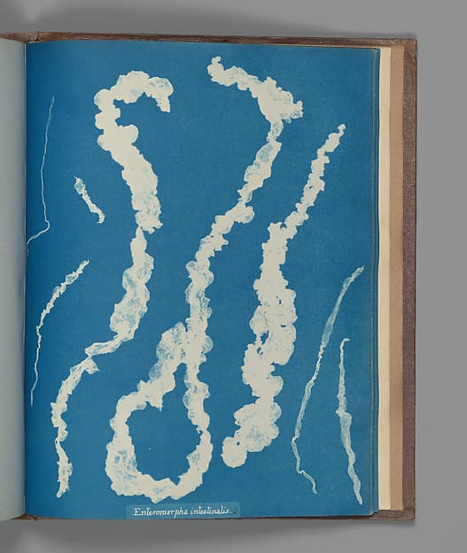 Anna Atkins. Botanical Leaf "Enteromorpha intestinalis ß"