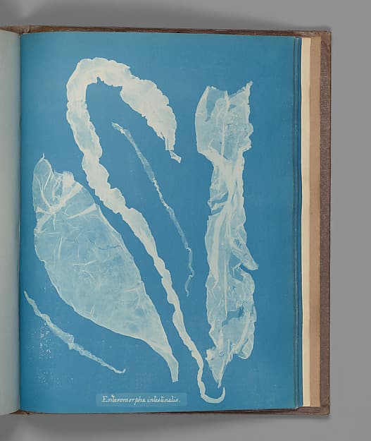 Anna Atkins. Botanical Leaf “Enteromorpha intestinalis”