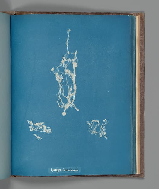 Anna Atkins. Botanical Leaf "Lyngbya Carmichælii"