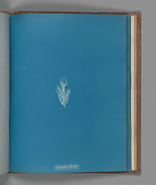 Anna Atkins. Botanical Leaf "Lyngbya flacca"