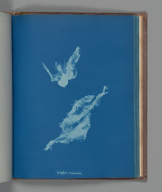 Anna Atkins. Botanical Leaf «Lyngbya majuscula»