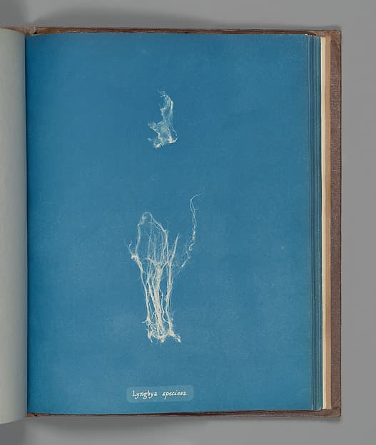 Anna Atkins. Botanical Leaf "Lyngbya speciosa"