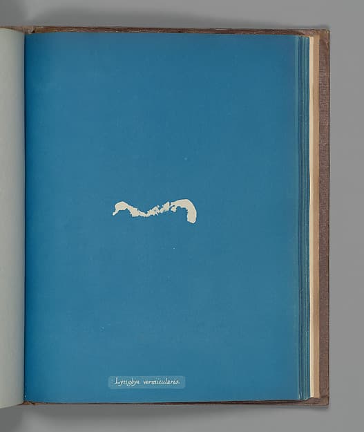 Anna Atkins. Botanical Leaf «Lyngbya vermicularis»