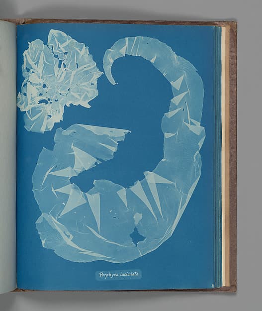 Anna Atkins. Botanical Leaf "Porphyra laciniata"