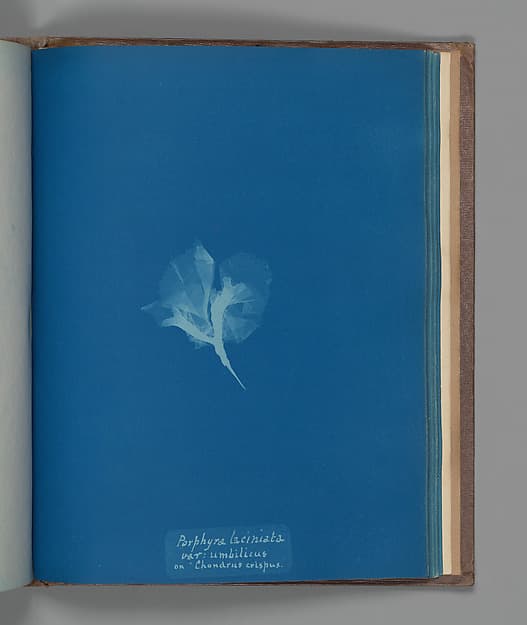 Anna Atkins. Botanical Leaf "Porphyra laciniata, var: umbilicus on Chondrus crispus"