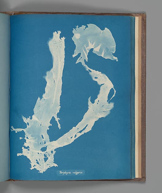 Anna Atkins. Botanical Leaf "Porphyra vulgaris"