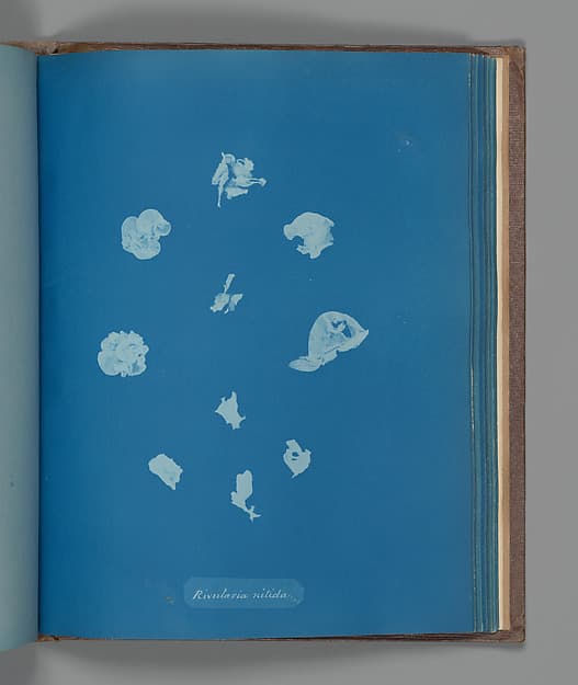 Anna Atkins. Botanical Leaf “Rivularia nitida”