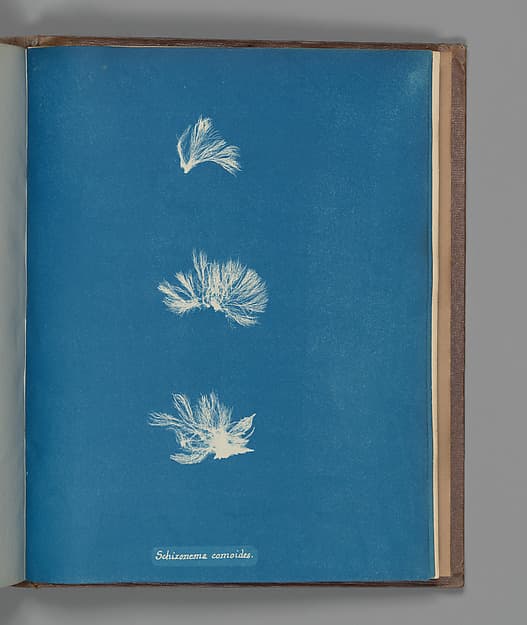 Anna Atkins. Botanical Leaf "Schizonema comoides"