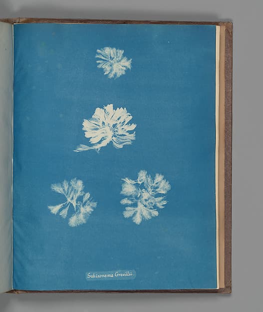 Anna Atkins. Botanical Leaf "Schizonema Grevillii"