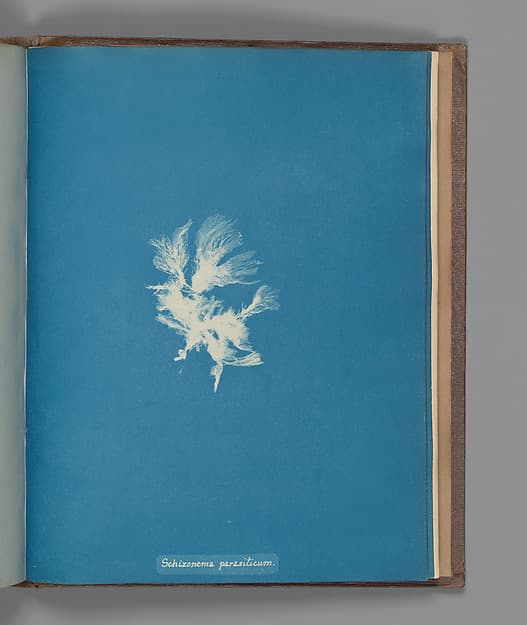 Anna Atkins. Botanical Leaf “Schizonema parasiticum”