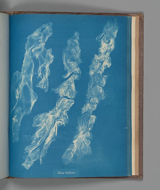 Anna Atkins. Botanical Leaf «Ulva bullosa»