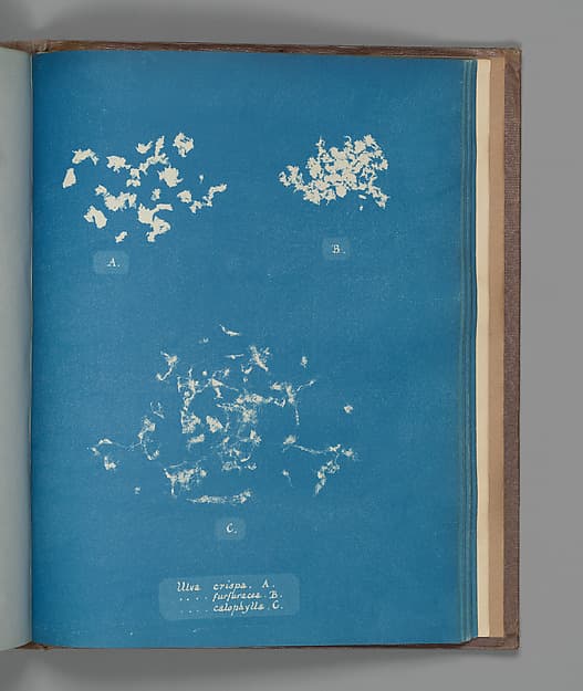 Anna Atkins. Botanical Leaf "Ulva crispa, A. Ulva furfuracea, B. Ulva calophylla, C."