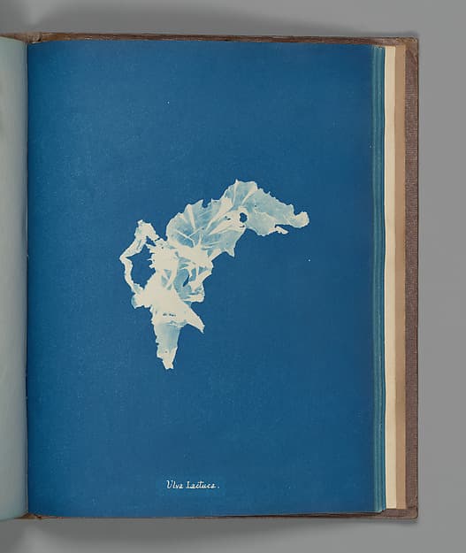 Anna Atkins. Botanical Leaf Ulva lactuca