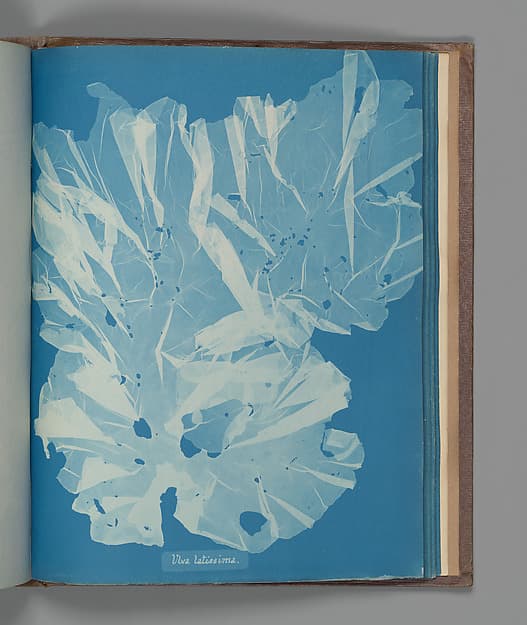 Anna Atkins. Botanical Leaf "Ulva latissima"