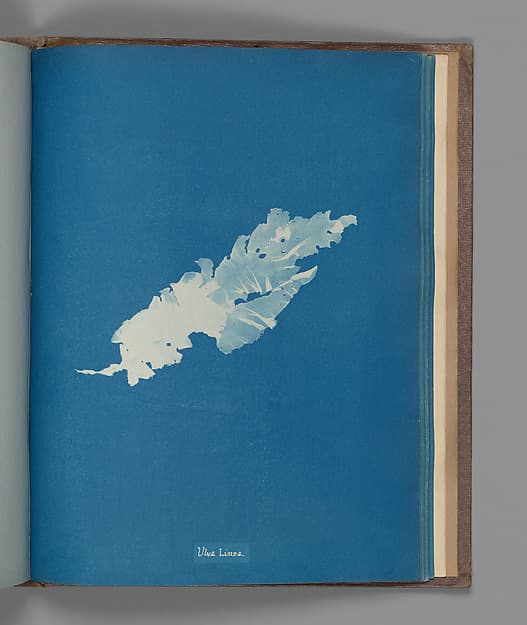 Anna Atkins. Botanical Leaf "Ulva Linza"