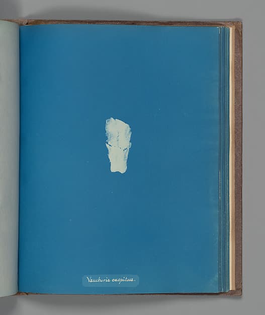 Anna Atkins. Botanical Leaf “Vaucheria cæspitosa”