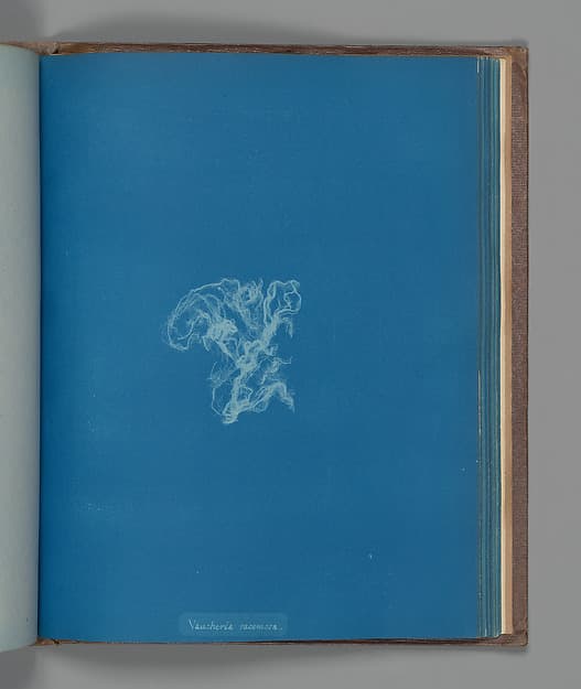 Anna Atkins. Botanical Leaf "Vaucheria racemosa"