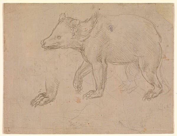 Leonardo da Vinci. Graphic Sheet "A Bear Walking"
